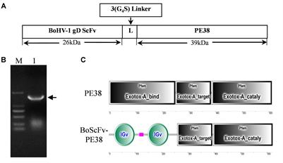 Antiviral Immunotoxin Against Bovine herpesvirus-1: Targeted Inhibition of Viral Replication and Apoptosis of Infected Cell